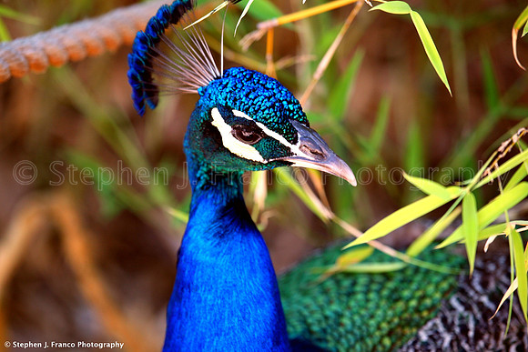 Peacock