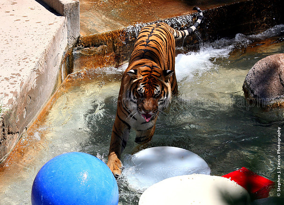 Bengal Tiger