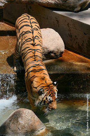 Bengal Tiger