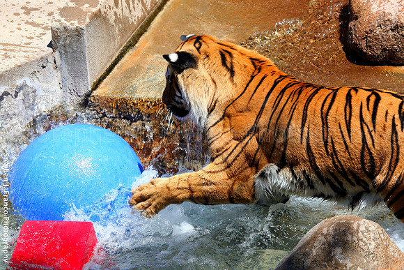 Bengal Tiger