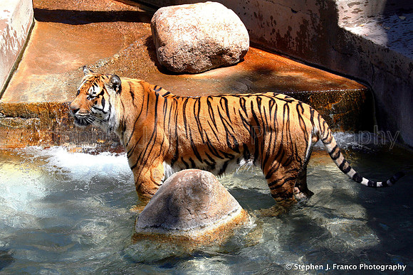 Bengal Tiger