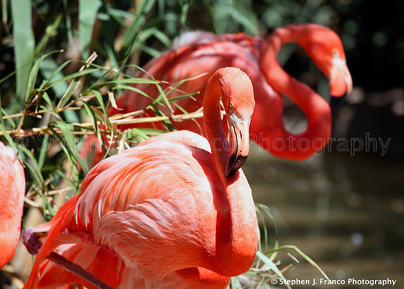 Flamingos