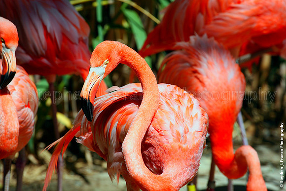 Flamingos