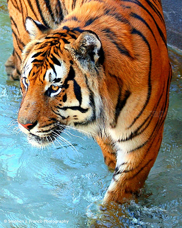 Bengal Tiger