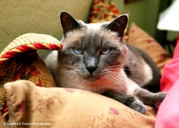 "Splendor in the Pillows" -2008 International Photography Awards - Honorable Mention Award in the Professional Photographer category under Nature-Wildlife/Pets category.