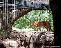 "On the Prowl"