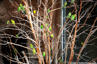 "Bird Tree"