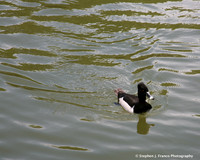 "Floating Away"
