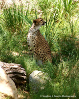 "Cheetah in the Breeze"