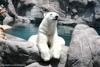Wildlife #2