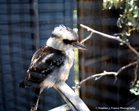 "On the Perch too"