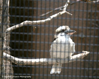 "On the Perch"