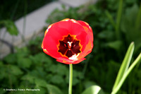 Tulip 1