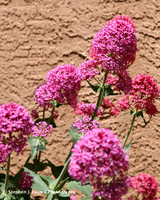 Wild Flower 5