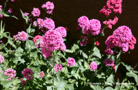 Wild Flower 2
