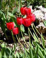 Streching flowers