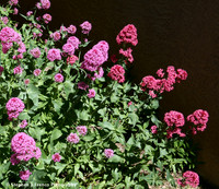 Wild Flower 3