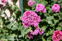Wild flower 1
