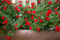 In Full Bloom