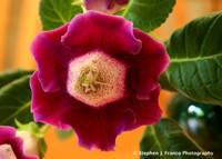 Exotic flowers 2