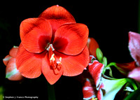 Amaryllis 3