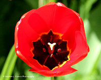 Large Tulip