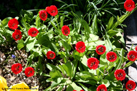 Tulips in Bloom