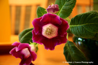 Exotic flowers 1