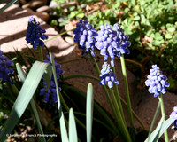 Grape Hyacinth
