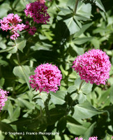 Wild Flower 4