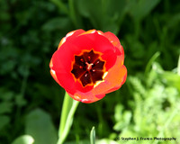 Tulip 2