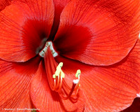 Amaryllis Close-up