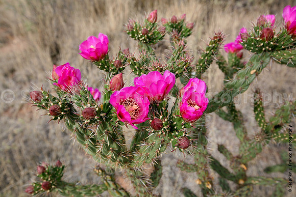 Cactus at monument