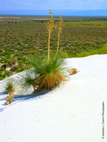 "In the Sands of Time" - White Sands National Park, New Mexico