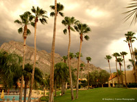 "Storm in the Palms" - Tucson, Arizona