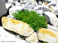 "Life on the Rocks" Yosemite National Park, California