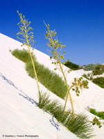 "Leaning Yuccas" White Sands National Park New Mexico 2005