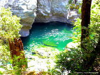 Redwoods National Park Waterhole