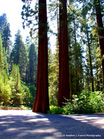 "The Mighty Legs"  - Sequoia National Park, California, USA