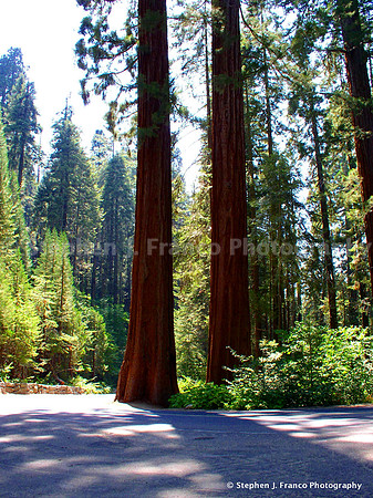 "The Mighty Legs"  - Sequoia National Park, California, USA