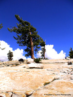 "Sheared Tree"  - Yosemite National Park, California, USA