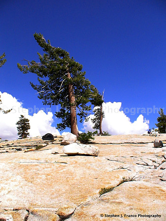 "Sheared Tree"  - Yosemite National Park, California, USA
