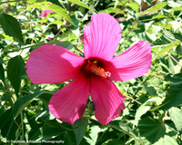Flower in garden at San Felipe Church, Albuquerque, New Mexico, USA