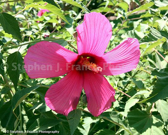 Flower in garden at San Felipe Church, Albuquerque, New Mexico, USA