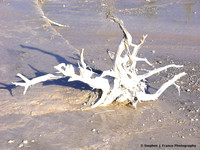 "Bone Dry" - Yellowstone National Park, Wyoming, USA