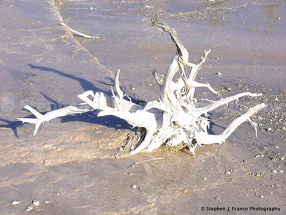 "Bone Dry" - Yellowstone National Park, Wyoming, USA
