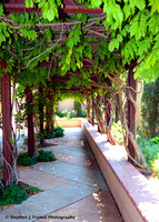 "Wisteria Lane"