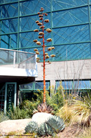 "Century Plant"