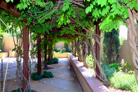 "Through the Wisteria"