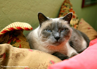 "Splendor in the Pillows -3"